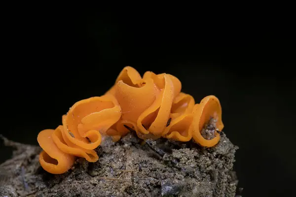 Aleuria aurantia (portakal kabuğu mantarı), Pezizales familyasından yaygın bir mantar türü. Parlak turuncu, fincan şeklinde askoplar genellikle yere saçılmış portakal kabuklarına benzerler ve bu türe ortak bir isim verirler..