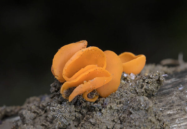 Aleuria aurantia (orange peel fungus) is a widespread ascomycete fungus in the order Pezizales. The bright orange, cup-shaped ascocarps often resemble orange peels strewn on the ground,giving this species its common name.