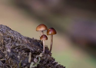 Psilocybe coprophila sin Deconica coprophila, commonly known as the dung-loving psilocybe, meadow muffin mushroom, or dung demon, is a species of mushroom in the family Strophariaceae clipart