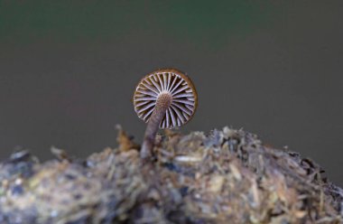 Psilocybe coProphila sin Deconica coProphila, Strophariaceae familyasından bir mantar türüdür ve Strophariaceae familyasından bir mantar türüdür.