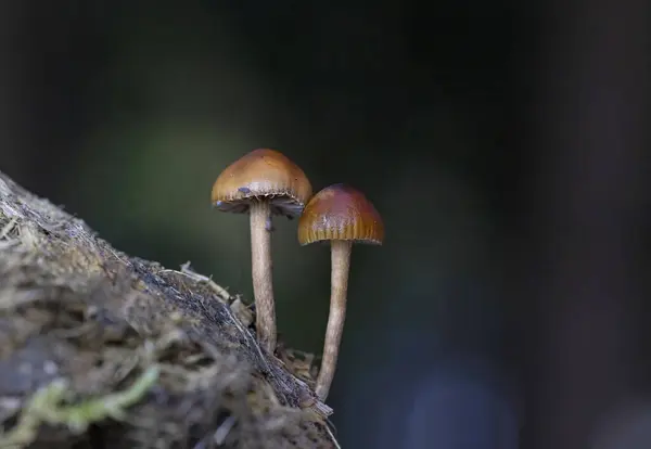 Psilocybe coProphila sin Deconica coProphila, Strophariaceae familyasından bir mantar türüdür ve Strophariaceae familyasından bir mantar türüdür.