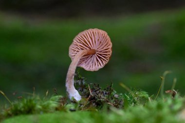 Laccaria laccata, Kuzey Amerika ve Avrupa 'da bulunan, beyaz spor bir mantar türüdür (