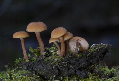 Laccaria laccata, Kuzey Amerika ve Avrupa 'da bulunan, beyaz spor bir mantar türüdür (