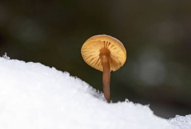 Laccaria laccata, Kuzey Amerika ve Avrupa 'da bulunan, beyaz spor bir mantar türüdür (