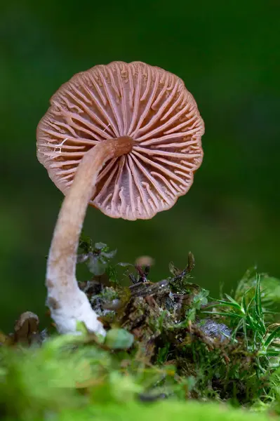 Laccaria laccata, Kuzey Amerika ve Avrupa 'da bulunan, beyaz spor bir mantar türüdür (