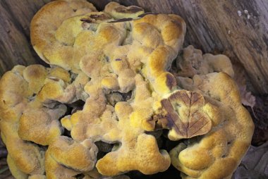 Phaeolus schweinitzii commonly known as velvet-top fungus,dyer's polypore, dyer's mazegill,or pine dye polypore,is a fungal plant pathogen that causes butt rot on conifers such as Douglas-fir, spruce, fir, hemlock, pine, and larch. 