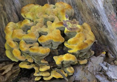 Phaeolus schweinitzii commonly known as velvet-top fungus,dyer's polypore, dyer's mazegill,or pine dye polypore,is a fungal plant pathogen that causes butt rot on conifers such as Douglas-fir, spruce, fir, hemlock, pine, and larch.  clipart