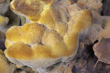 Phaeolus schweinitzii commonly known as velvet-top fungus,dyer's polypore, dyer's mazegill,or pine dye polypore,is a fungal plant pathogen that causes butt rot on conifers such as Douglas-fir, spruce, fir, hemlock, pine, and larch. 