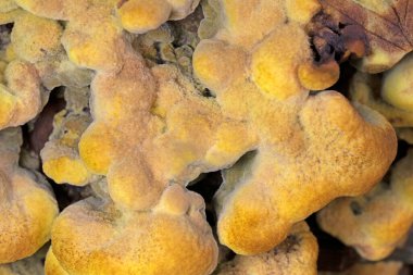 Phaeolus schweinitzii commonly known as velvet-top fungus,dyer's polypore, dyer's mazegill,or pine dye polypore,is a fungal plant pathogen that causes butt rot on conifers such as Douglas-fir, spruce, fir, hemlock, pine, and larch. 