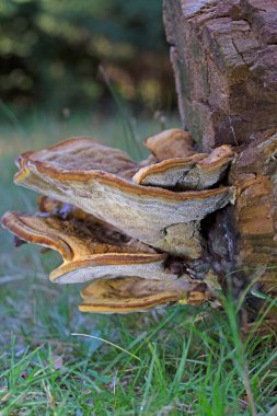 Phaeolus schweinitzii commonly known as velvet-top fungus,dyer's polypore, dyer's mazegill,or pine dye polypore,is a fungal plant pathogen that causes butt rot on conifers such as Douglas-fir, spruce, fir, hemlock, pine, and larch. 