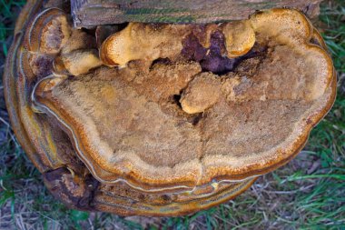 Phaeolus schweinitzii commonly known as velvet-top fungus,dyer's polypore, dyer's mazegill,or pine dye polypore,is a fungal plant pathogen that causes butt rot on conifers such as Douglas-fir, spruce, fir, hemlock, pine, and larch.  clipart