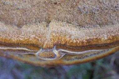 Phaeolus schweinitzii commonly known as velvet-top fungus,dyer's polypore, dyer's mazegill,or pine dye polypore,is a fungal plant pathogen that causes butt rot on conifers such as Douglas-fir, spruce, fir, hemlock, pine, and larch. 