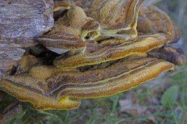 Phaeolus schweinitzii commonly known as velvet-top fungus,dyer's polypore, dyer's mazegill,or pine dye polypore,is a fungal plant pathogen that causes butt rot on conifers such as Douglas-fir, spruce, fir, hemlock, pine, and larch.  clipart