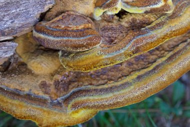 Phaeolus schweinitzii commonly known as velvet-top fungus,dyer's polypore, dyer's mazegill,or pine dye polypore,is a fungal plant pathogen that causes butt rot on conifers such as Douglas-fir, spruce, fir, hemlock, pine, and larch. 