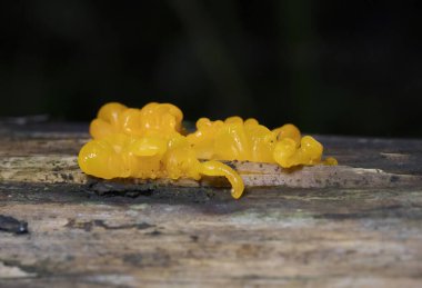 Dacrymyces chrysospermus, Dacrymycetaceae familyasından bir mantar türüdür. İngiltere 'de turuncu jöle noktası olarak tavsiye edilen İngilizce adı vardır; Kuzey Amerika' da turuncu jöle veya portakal cadı yağı olarak bilinir..