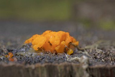 Dacrymyces chrysospermus is a species of jelly fungus in the family Dacrymycetaceae. In the UK it has the recommended English name of orange jelly spot; in North America it is known as orange jelly or orange witch's butter. clipart