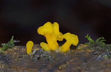 Dacrymyces chrysospermus is a species of jelly fungus in the family Dacrymycetaceae. In the UK it has the recommended English name of orange jelly spot; in North America it is known as orange jelly or orange witch's butter. clipart