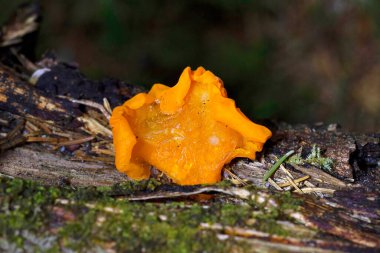 Dacrymyces chrysospermus, Dacrymycetaceae familyasından bir mantar türüdür. İngiltere 'de turuncu jöle noktası olarak tavsiye edilen İngilizce adı vardır; Kuzey Amerika' da turuncu jöle veya portakal cadı yağı olarak bilinir..
