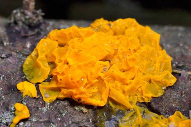 Dacrymyces chrysospermus is a species of jelly fungus in the family Dacrymycetaceae. In the UK it has the recommended English name of orange jelly spot; in North America it is known as orange jelly or orange witch's butter. clipart