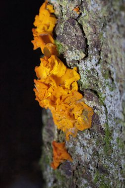 Dacrymyces chrysospermus, Dacrymycetaceae familyasından bir mantar türüdür. İngiltere 'de turuncu jöle noktası olarak tavsiye edilen İngilizce adı vardır; Kuzey Amerika' da turuncu jöle veya portakal cadı yağı olarak bilinir..