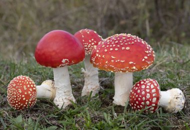 Amanita muscaria, kırmızı ve beyaz benekli zehirli bir mantar mantarıdır. Romanya 'da sonbahar mevsimi ormanlarında bir grup mantar