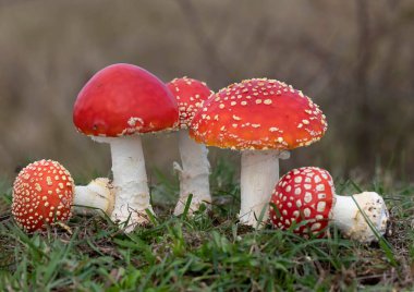 Amanita muscaria, kırmızı ve beyaz benekli zehirli bir mantar mantarıdır. Romanya 'da sonbahar mevsimi ormanlarında bir grup mantar