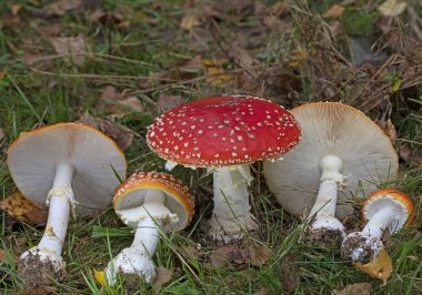 Amanita muscaria, kırmızı ve beyaz benekli zehirli bir mantar mantarıdır. Romanya 'da sonbahar mevsimi ormanlarında bir grup mantar