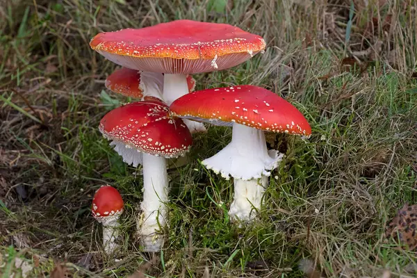 Amanita muscaria, kırmızı ve beyaz benekli zehirli bir mantar mantarıdır. Romanya 'da sonbahar mevsimi ormanlarında bir grup mantar