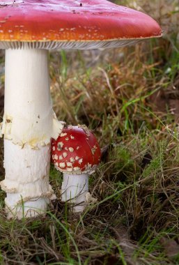 Ormanda iki güzel Amanita muscaria - zehirli mantar genellikle sinek mantarı ya da sinek manitası olarak bilinir. Romanya, Avrupa