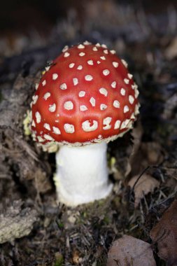 Sonbaharda renkli bir grup Amanita Muscaria mantarının yakın çekimi. Amanita Muscaria, zehirli mantar. Fotoğraf doğal orman arka planında çekildi..