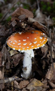 Sonbaharda renkli bir grup Amanita Muscaria mantarının yakın çekimi. Amanita Muscaria, zehirli mantar. Fotoğraf doğal orman arka planında çekildi..