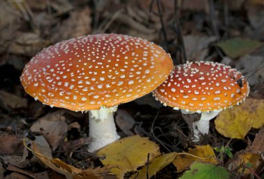 Ormanda iki güzel Amanita muscaria - zehirli mantar genellikle sinek mantarı ya da sinek manitası olarak bilinir. Romanya, Avrupa