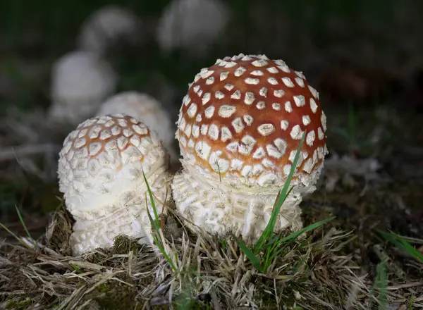 Ormanda iki güzel Amanita muscaria - zehirli mantar genellikle sinek mantarı ya da sinek manitası olarak bilinir. Romanya, Avrupa