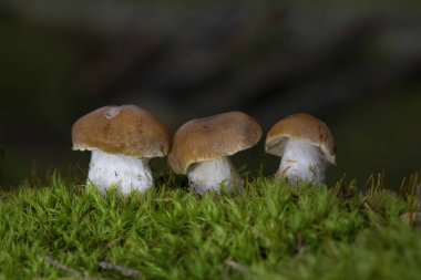 Orange Webcap mantar grubu, Cortinarius Armeniacus, ormandaki yosun ve bitkilerin arasında.