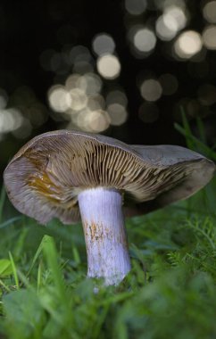 Çürüyen Webcap (Cortinarius purpurpurascens), Romanya 'nın Transilvania kentindeki eski ormanlarda yetişen meyve veren cesetler. Cortinarius purpurpurascens syn. Cortinarius subpurpurascens, Cortinariace ailesinin bir parçasıdır.