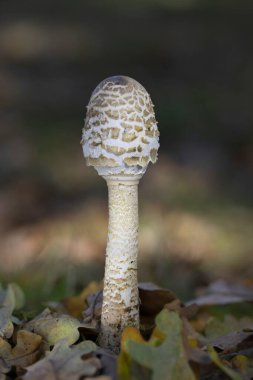 Şemsiye mantarı. Orman zemininde yetişen Macrolepiota Procera mantarları. Yüksek kalite fotoğraf.