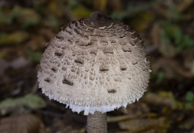 Şemsiye mantarı. Orman zemininde yetişen Macrolepiota Procera mantarları. Yüksek kalite fotoğraf.