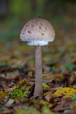 Macrolepiota Procera mantarı. Güneşli bir günde, ormanda açık kapaklı. Yüksek kalite fotoğraf