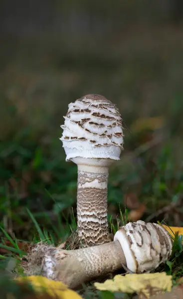 Şemsiye mantarı. Orman zemininde yetişen Macrolepiota Procera mantarları. Yüksek kalite fotoğraf.