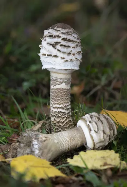 Şemsiye mantarı. Orman zemininde yetişen Macrolepiota Procera mantarları. Yüksek kalite fotoğraf.