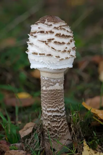 Şemsiye mantarı. Orman zemininde yetişen Macrolepiota Procera mantarları. Yüksek kalite fotoğraf.