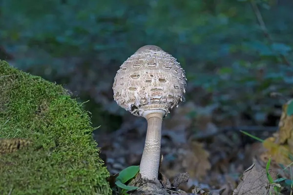 Şemsiye mantarı. Orman zemininde yetişen Macrolepiota Procera mantarları. Yüksek kalite fotoğraf.