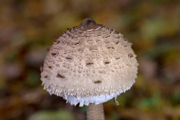 Şemsiye mantarı. Orman zemininde yetişen Macrolepiota Procera mantarları. Yüksek kalite fotoğraf.