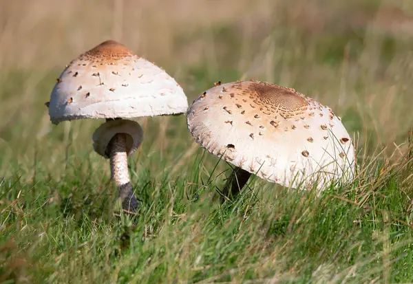 Macrolepiota Procera mantarı. Güneşli bir günde, ormanda açık kapaklı. Yüksek kalite fotoğraf