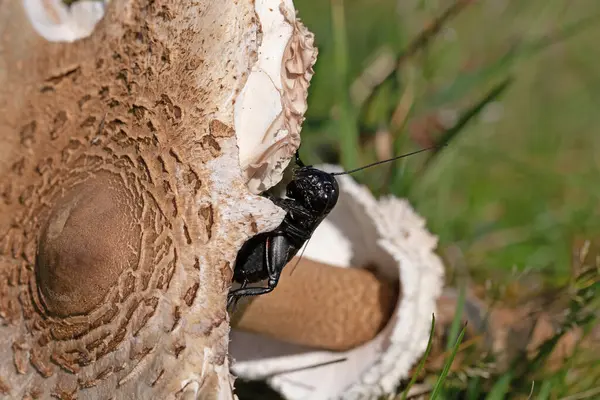 Gryllus kampı bir Macrolepiota Procera mantarının üzerinde dinleniyor.