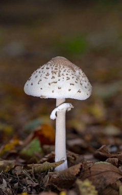 Sonbahar ormanında Macrolepiota mastoidea mantarı. Macrolepiota mastoidea, Agaricaceae familyasından bir mantar türüdür..