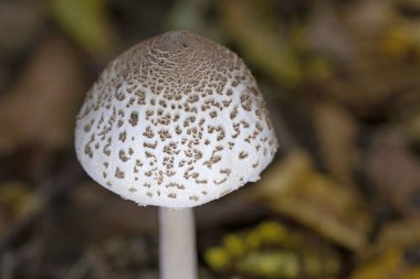 Sonbahar ormanında Macrolepiota mastoidea mantarı. Macrolepiota mastoidea, Agaricaceae familyasından bir mantar türüdür..