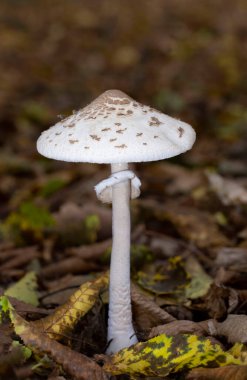 Sonbahar ormanında Macrolepiota mastoidea mantarı. Macrolepiota mastoidea, Agaricaceae familyasından bir mantar türüdür..