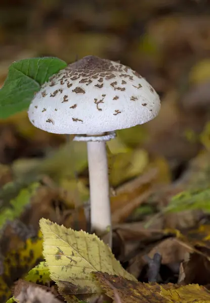 Sonbahar ormanında Macrolepiota mastoidea mantarı. Macrolepiota mastoidea, Agaricaceae familyasından bir mantar türüdür..