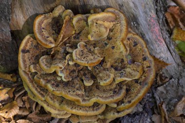 Phaeolus schweinitzii genel olarak kadife mantar, boyacı poliporu, boyacı labirenti ya da bağırsak temizleme işlemi sırasında çam boyası poliporu olarak bilinir..